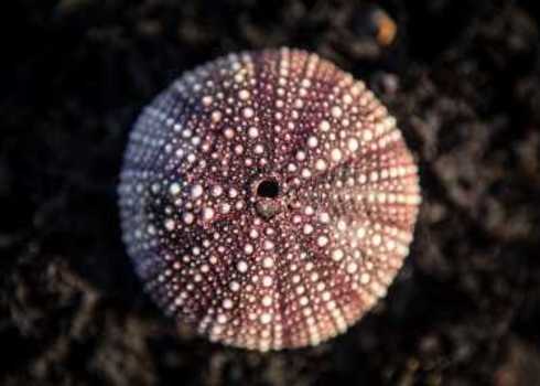 Carbon Sequestration Purple Sea Urchin (Strongylocentrotus Purpuratus) California Ethan Daniels