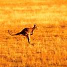 Endemic Species Kangaroo Wilpena Pound, Australia Csld
