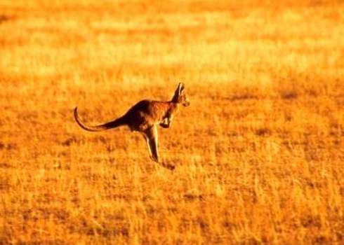 Endemic Species Kangaroo Wilpena Pound, Australia Csld