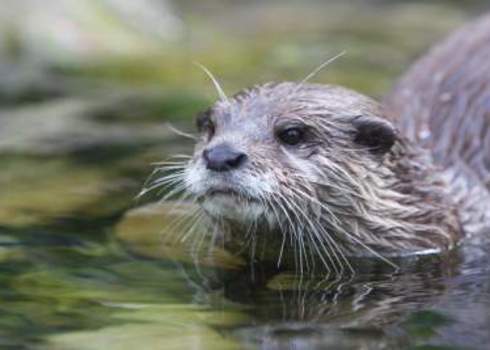 Indicator Species Otter Portrait Reinhold Leitner