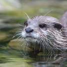 Indicator Species Otter Portrait Reinhold Leitner