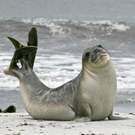 Lc Southern Elephant Seal Bull Mirounga Leonina Falkland Islands Gentoo Multimedia Ltd.