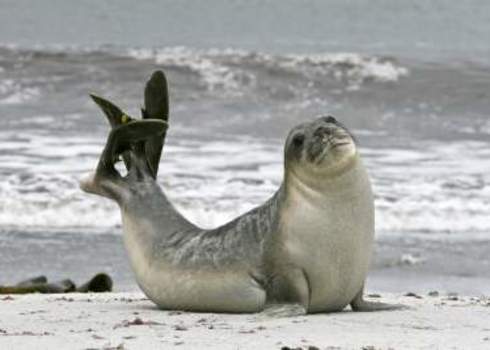 Lc Southern Elephant Seal Bull Mirounga Leonina Falkland Islands Gentoo Multimedia Ltd.