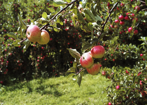 Apple Orchards Vale Of Evesham, Worcestershire David Hughes