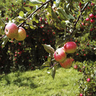 Apple Orchards Vale Of Evesham, Worcestershire David Hughes