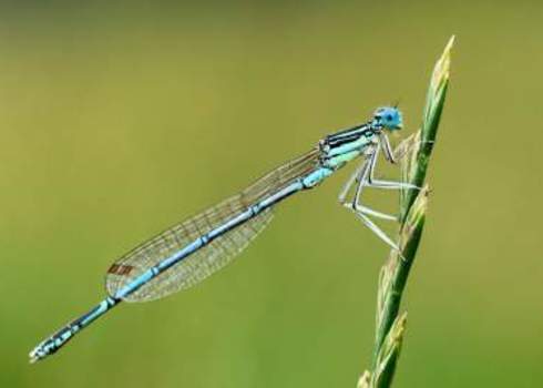 Organism Azure Damselfly Coenagrion Puella Tomas Sereda