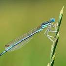 Organism Azure Damselfly Coenagrion Puella Tomas Sereda