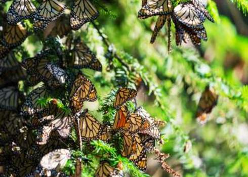 Population Monarch Butterfly Reserve, Mexico 189955700 Galyna Andrushko