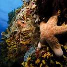 Species Richness Starfish Nazir Erwan Amin
