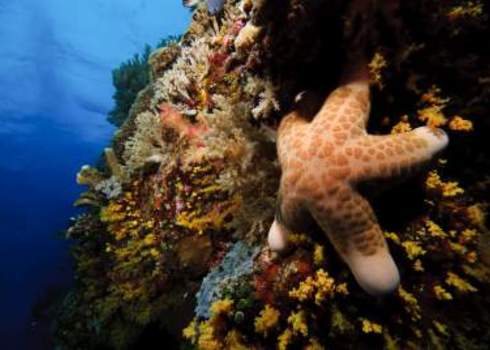 Species Richness Starfish Nazir Erwan Amin