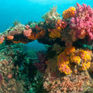 Ecosystem Engineer Colourful Reef Raja Ampat Indonesia Faup