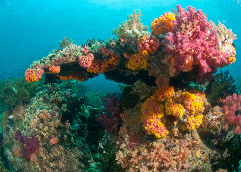 Ecosystem Engineer Colourful Reef Raja Ampat Indonesia Faup