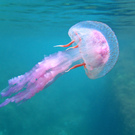 Mediterranean Mediterranean Jellyfish Pelagia Noctiluca Banyuls Marine Reserve, France Vilainecrevette