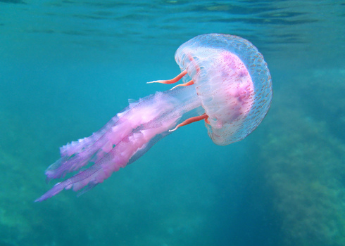 Mediterranean Mediterranean Jellyfish Pelagia Noctiluca Banyuls Marine Reserve, France Vilainecrevette