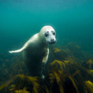 Ospar Underwater Picture Of Grey Seal (Halichoerus Grypus) In North Sea 167784194 Nicram Sabod