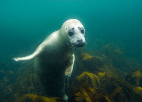 Ospar Underwater Picture Of Grey Seal (Halichoerus Grypus) In North Sea 167784194 Nicram Sabod