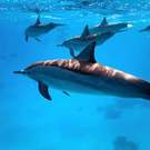 Red Sea Dolphins Underwater Red Sea Krzysztof Odziomek