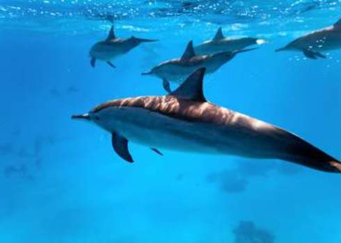 Red Sea Dolphins Underwater Red Sea Krzysztof Odziomek