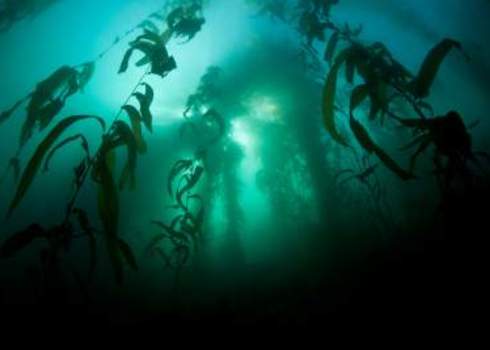 Ne Pacific Kelp Forest In Monterey Bay, California 128004809 Ethan Daniels