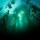 Ne Pacific Kelp Forest In Monterey Bay, California 128004809 Ethan Daniels