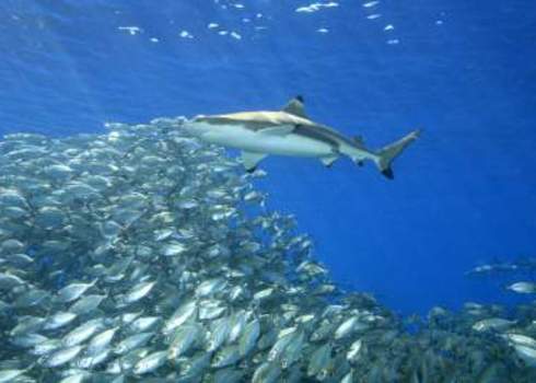 Pacific Blacktip Reef Shark Solomon Islands Pacific 111797285 Cbpix