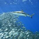 Pacific Blacktip Reef Shark Solomon Islands Pacific 111797285 Cbpix