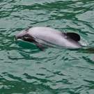 Pacific Hectors Dolphin New Zealand 27835057 Nickolay Stanev