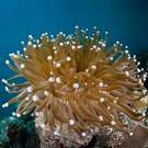 Pacific Mushroom Coral (Heliofungia Sp.) In Palau 137171345 Ethan Daniels