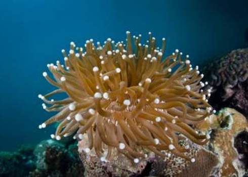 Pacific Mushroom Coral (Heliofungia Sp.) In Palau 137171345 Ethan Daniels