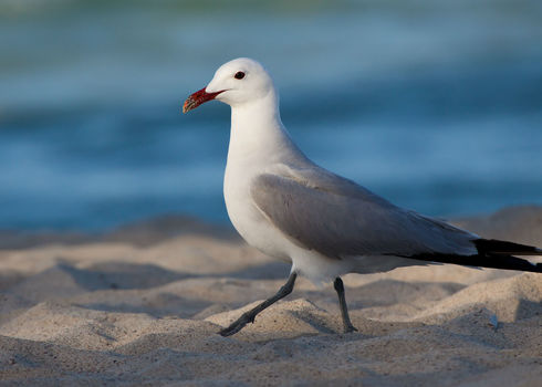 Natura 2000 Audouin's Gull At A Beach On The Island Mallorca, Spain  123477265 Johannes Dag Mayer