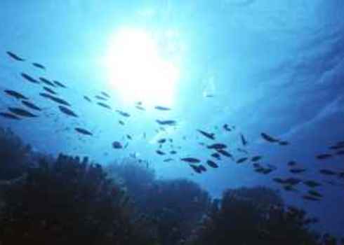 Unclos Silhouette Of Reef Fish Over A Shallow Reef In The Cayman Islands 1896476 Dennis Sabo