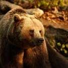 Natura2000 Bear Bayerischer Wald National Park, Germany Mario.Bono