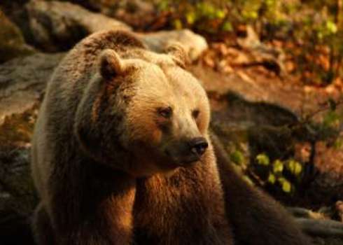 Natura2000 Bear Bayerischer Wald National Park, Germany Mario.Bono