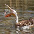 London Young Pink Pelican Playing With A Piece Of Plastic 133871960 Micha Klootwijk