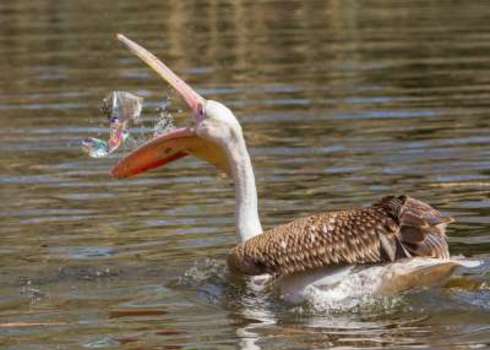 London Young Pink Pelican Playing With A Piece Of Plastic 133871960 Micha Klootwijk