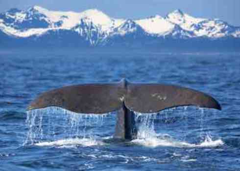 Whaling Sperm Whale Tail Kjersti Joergensen