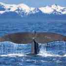 Whaling Sperm Whale Tail Kjersti Joergensen