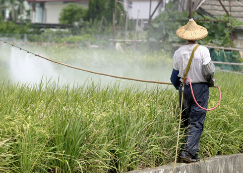 Farmer Spraying Pesticide On Rice Field