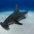 Caribbean Great Hammerhead Shark In Bimini, Bahamas 147557075 Matt9122
