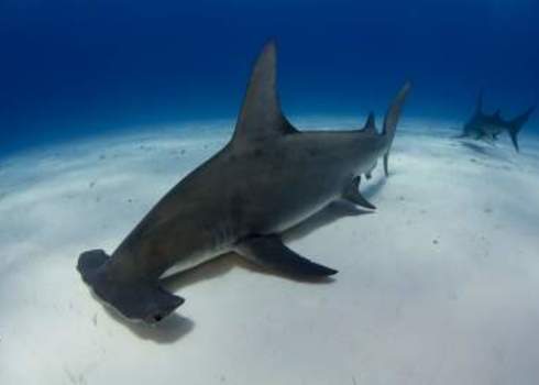 Caribbean Great Hammerhead Shark In Bimini, Bahamas 147557075 Matt9122