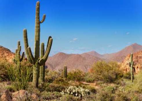 Downsizing Tonto National Forest, Arizona Jo Ann Snover