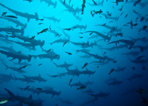 School Of Hammerhead In The Blue, Galapagos 43956502 Brandelet