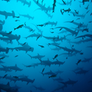 School Of Hammerhead In The Blue, Galapagos 43956502 Brandelet