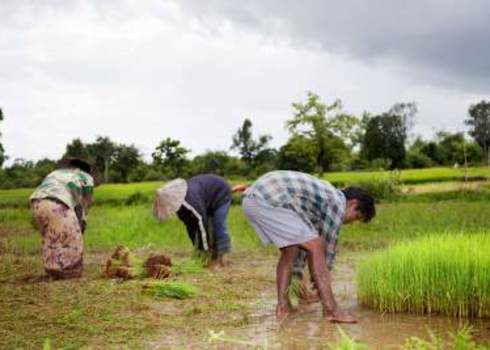 Itpgrfa Harvest Rice, Laos   Editorial Use Only