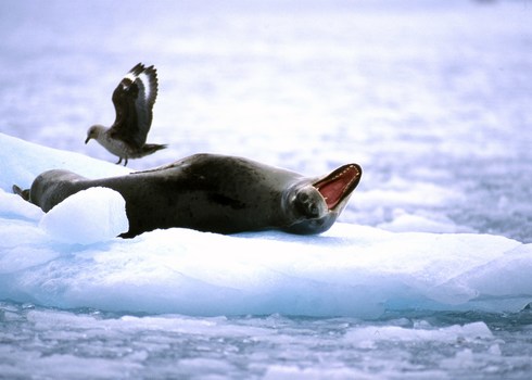 Leopard Seal Hydrurga Leptonyx And Antarctic Skua Catharacta Maccormicki Antarctica Peter Prokosch Grid Arendal