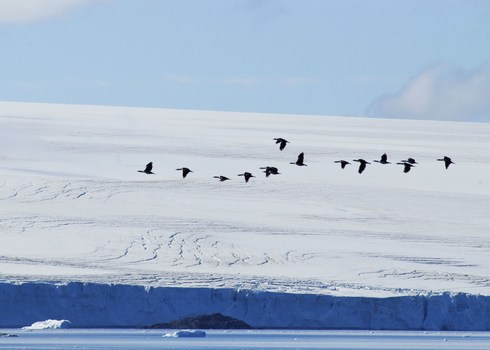 Imperial Shags Phalarcrocorax Atriceps Antarctic Peninsula Peter Prokosch Grid Arendal