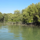 Mangroves In Abu Dhabi, Uae Peter Prokosch Grid Arendal