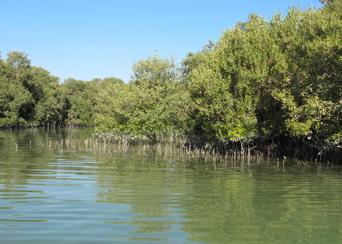 Mangroves In Abu Dhabi, Uae Peter Prokosch Grid Arendal