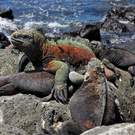 Unique Assemb Marine Iguanas (Amblyrhynchus Cristatus) In The Galapagos Islands