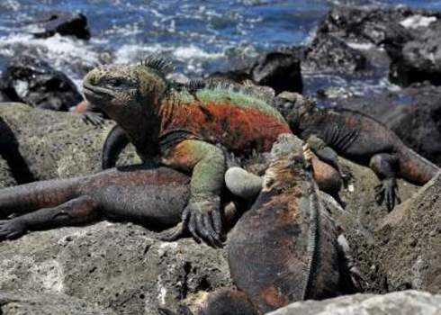 Unique Assemb Marine Iguanas (Amblyrhynchus Cristatus) In The Galapagos Islands